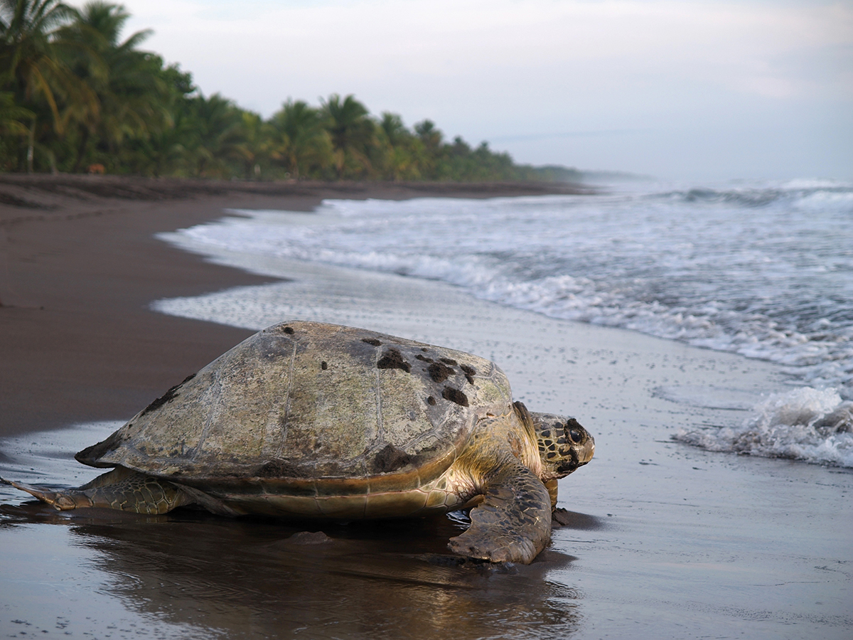 Khám phá rùa biển đảo Cocos
